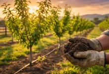 ۵ اصل طلایی آماده‌سازی خاک در احداث باغ؛ خشت اول را کج نگذارید