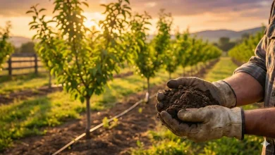 ۵ اصل طلایی آماده‌سازی خاک در احداث باغ؛ خشت اول را کج نگذارید